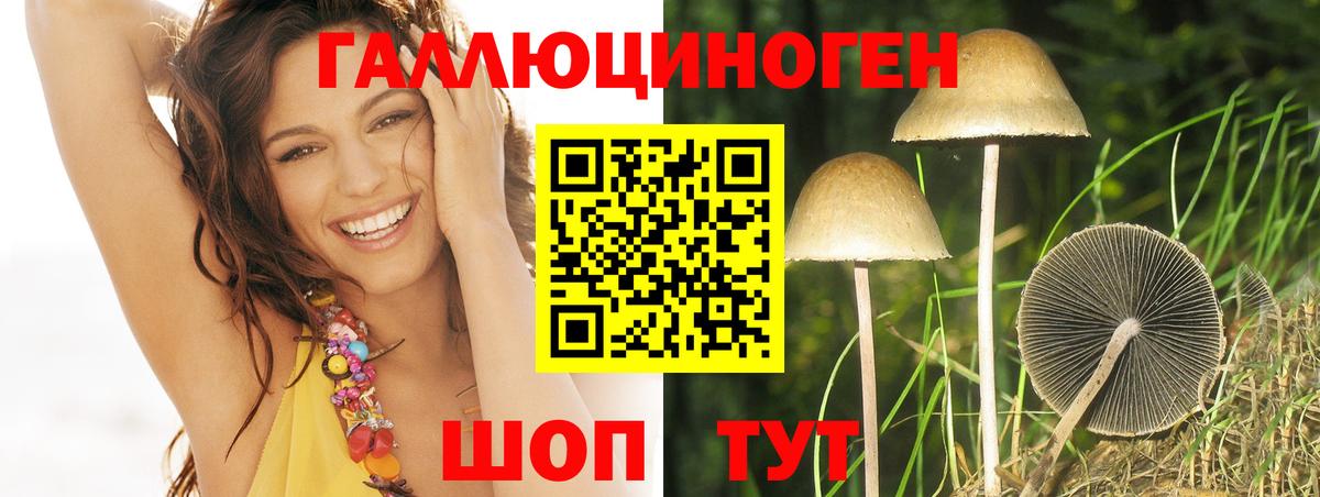 Псилоцибиновые грибы Psilocybe Ялуторовск